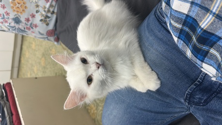 Al Rehab, Pet Supplies, SAR 1,  Cat For Adoption