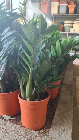 Olaya, Farm/Garden, Professional Plant Delivery)