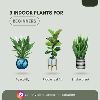 Olaya, Farm/Garden, Professional Plant Delivery)