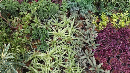 Olaya, Farm/Garden, Professional Plant Delivery)