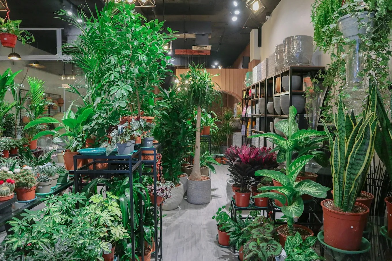 Olaya, Farm/Garden, Professional Plant Delivery)