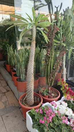 Olaya, Farm/Garden, Professional Plant Delivery)