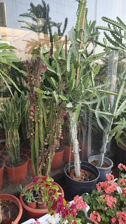 Olaya, Farm/Garden, Professional Plant Delivery)