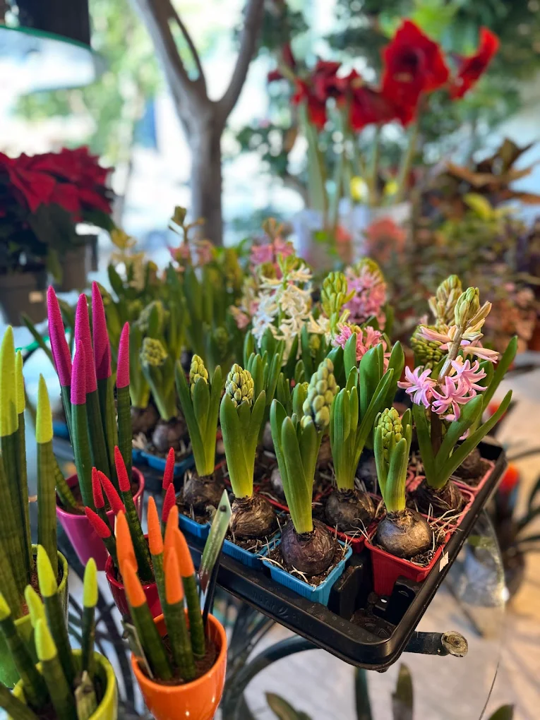 Olaya, Farm/Garden, Professional Plant Delivery)