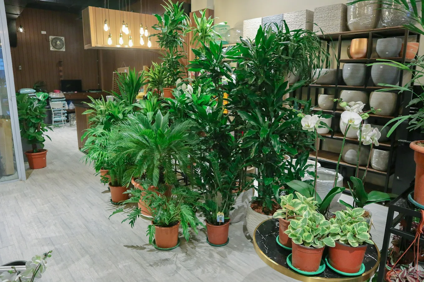 Olaya, Farm/Garden, Professional Plant Delivery)