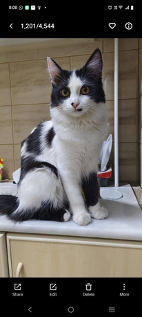 Riyadh, Pet Adoption, Cat Adoption For Free