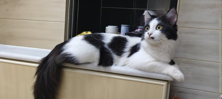 Riyadh, Pet Adoption, Cat Adoption For Free