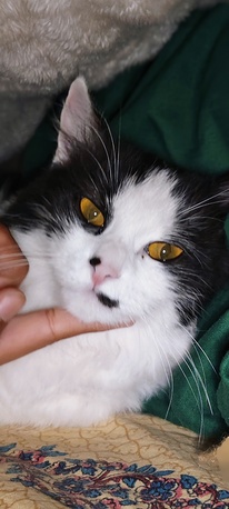 Riyadh, Pet Adoption, Cat Adoption For Free