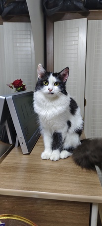 Riyadh, Pet Adoption, Cat Adoption For Free