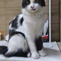 Cat Adoption For Free