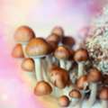 Psychedelic Mushroom Cultivation Made Simple For Growers