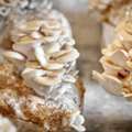 Trusted Mushroom Cultures For Sale For Serious Growers