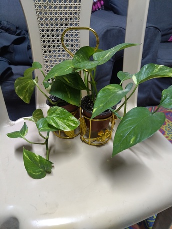 Al Malaz, Farm & Garden, SAR 25,  Money Plant With Beautiful Golden Stand