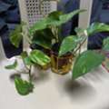 SAR 25,  Money Plant With Beautiful Golden Stand