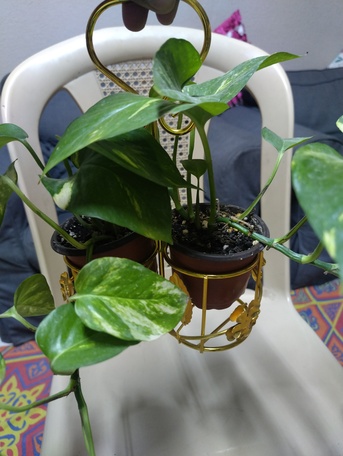 Al Malaz, Farm & Garden, SAR 25,  Money Plant With Beautiful Golden Stand