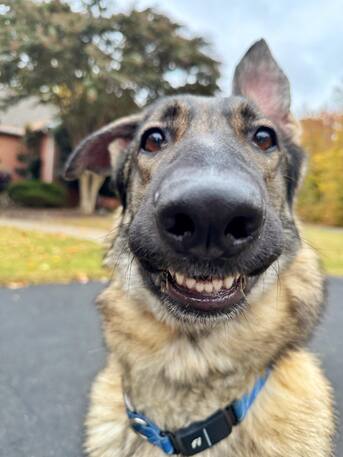 New York, Pet Sitting, Off Leash K9 Of Northern Virginia