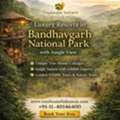 Luxury Resorts In Bandhavgarh National Park With Jungle View
