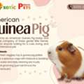 INR 1000,  Buy American Guinea Pig &ndash; Perfect Pet For Families