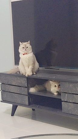 Al Hazm, Pet Supplies, SAR 400,  Cats For Adoption