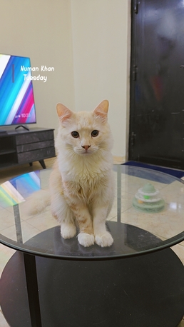 Al Hazm, Pet Supplies, SAR 400,  Cats For Adoption