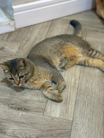 Riyadh, Pet Adoption, Cat For Adoption &ndash; (6 Months Old)