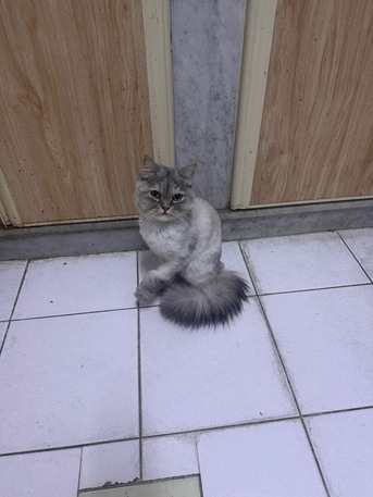 Khobar, Pet Adoption, Cat For Free Adoption