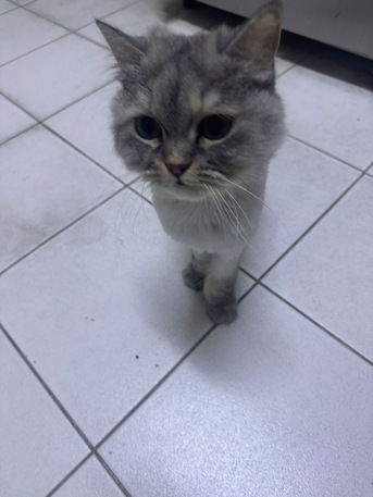Khobar, Pet Adoption, Cat For Free Adoption