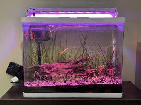 Dammam, Pet Supplies, SAR 450,  Low Tech Planted Fish Tank With Full Accessories
