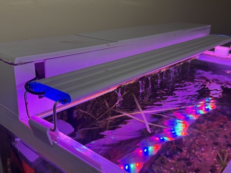 Dammam, Pet Supplies, SAR 450,  Low Tech Planted Fish Tank With Full Accessories