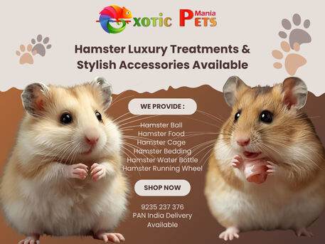 Lucknow, Pet Supplies, INR 999,  Syrian Hamsters, Cage, Wheel & Food &ndash; All In One Place