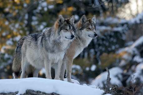 Ulan Bator, Travel, Snow Leopard Tour Mongolia | Mongolia Wildlife Safari