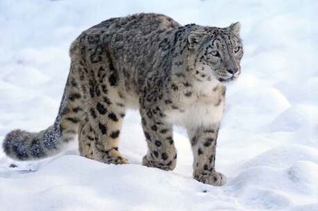 Ulan Bator, Travel, Snow Leopard Tour Mongolia | Mongolia Wildlife Safari