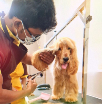 Noida, Pet Supplies, Dog Accessories Near Me