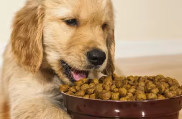 Noida, Pet Supplies, Dog Food In Noida