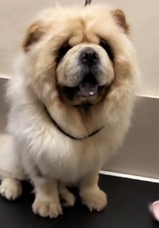 Noida, Pet Supplies, Dog Food In Noida