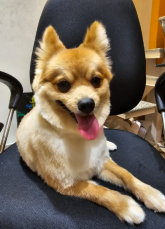 Noida, Pet Supplies, Dog Food In Near Me