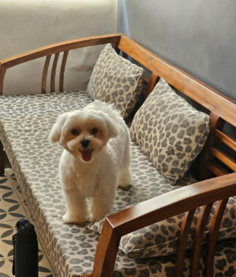 Noida, Pet Supplies, Dog Food In Near Me