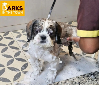 Noida, Pet Supplies, Pet Spa In Noida