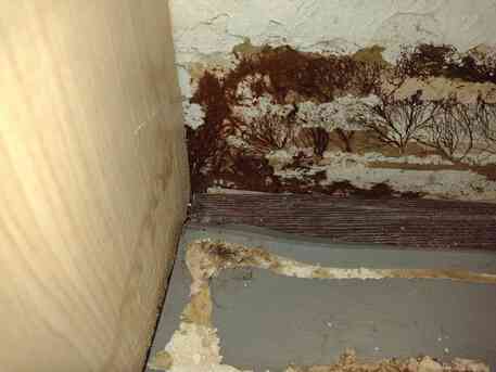 London, Cleaning, Effective Mould Removal Services For A Healthier Home