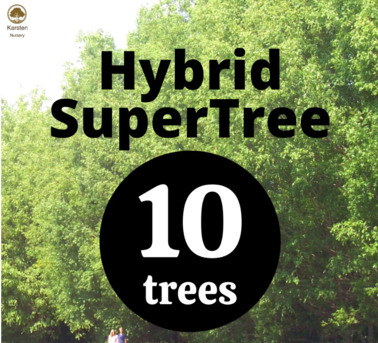 New York, Farm & Garden, USD 79,  Karsten Nursery &ndash; Premium Trees For Every Landscape!