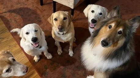 New York, Pet Sitting, Tropical Dog Training Stuart