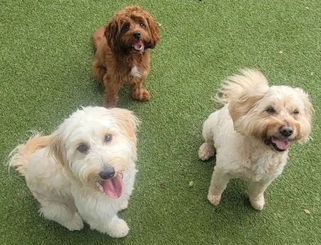 New York, Pet Sitting, Tropical Dog Training Stuart