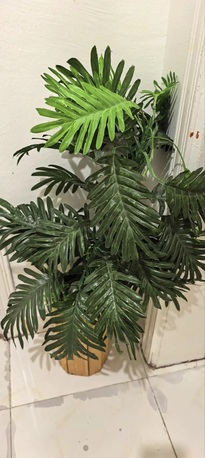 Jeddah, Household Items, SAR 90,  Shoes Cabinet, Carpet , Plant