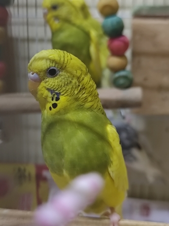 Riyadh, Pet Supplies, SAR 120,  Birds For Sale Budgies