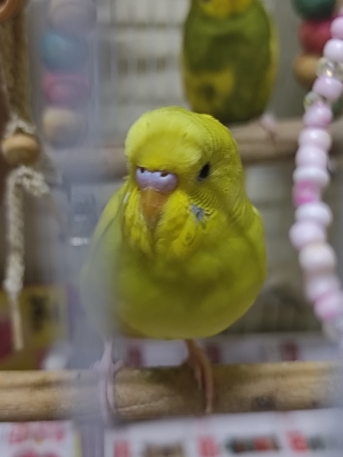 Riyadh, Pet Supplies, SAR 120,  Birds For Sale Budgies