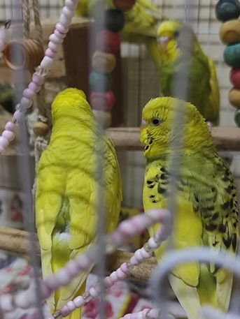 Riyadh, Pet Supplies, SAR 120,  Birds For Sale Budgies