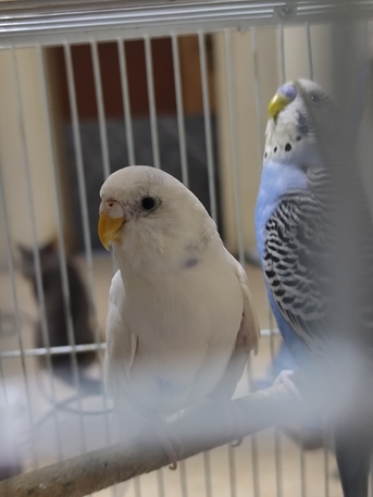 Riyadh, Pet Supplies, SAR 120,  Birds For Sale Budgies