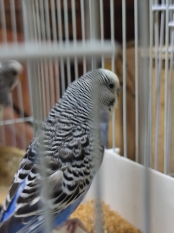 Riyadh, Pet Supplies, SAR 120,  Birds For Sale Budgies