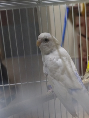 Riyadh, Pet Supplies, SAR 120,  Birds For Sale Budgies