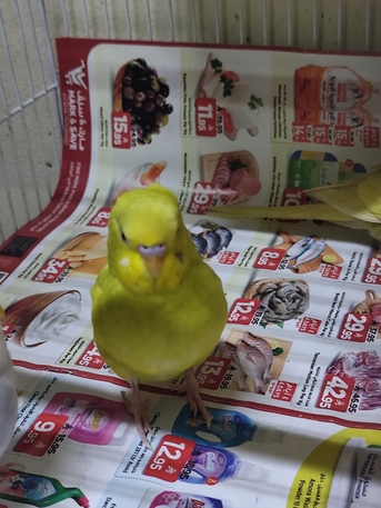 Riyadh, Pet Supplies, SAR 120,  Birds For Sale Budgies